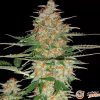 60 Day Wonder Auto Feminised