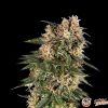 60 Day Wonder Auto Feminised — изображение 2