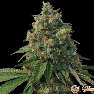 77 Days Auto Feminised