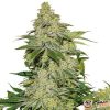 77 Days Auto Feminised — изображение 2