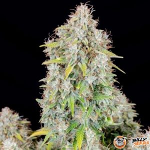 8 Ball Kush Feminised