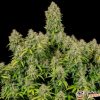 8 Ball Kush Feminised — изображение 2
