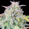 Afghan Kush Auto Feminised
