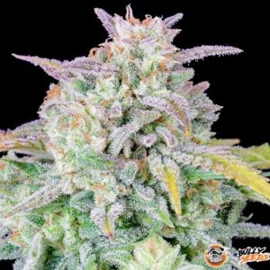 Afghan Kush Auto Feminised