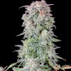Afghan Kush Auto Feminised — изображение 2
