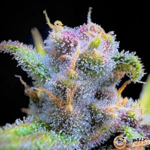 Afghan Original Auto Feminised