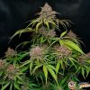 Afghan Original Auto Feminised — изображение 2