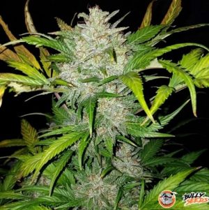 Afghanistan Lights Feminised
