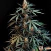 Ak 47 Auto Feminised — изображение 2