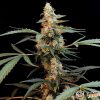 Ak 47 Auto Feminised