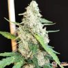 Ak 47 Feminised