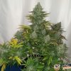 Ak 47 Feminised — изображение 2