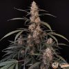 Amnesia Auto Feminised