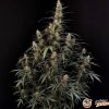 Amnesia Auto Feminised — изображение 2