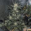 Amnesia Lemon Auto Feminised — изображение 2
