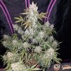 Amnesia Lemon Auto Feminised