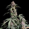 Amnesia Molotov Feminised
