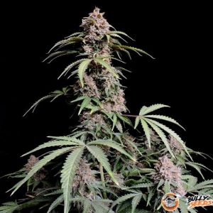 Amnesia Molotov Feminised