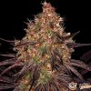 Ayahuasca Purple Auto Feminised