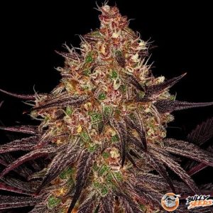 Ayahuasca Purple Auto Feminised
