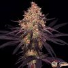 Ayahuasca Purple Auto Feminised — изображение 2