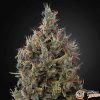 Big Bang Auto Feminised
