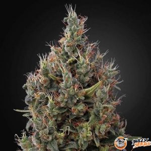 Big Bang Auto Feminised