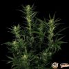Big Bang Auto Feminised — изображение 2