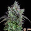 Big Bud Auto Feminised