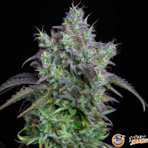 Big Bud Auto Feminised