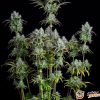 Big Bud Auto Feminised — изображение 2
