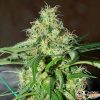 Big Demon Auto Feminised — изображение 2