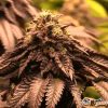 Big Devil Auto Feminised