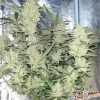 Biscotti Mintz Feminised — изображение 2