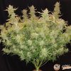 Bishkek Auto Feminised — изображение 2