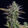 Blue Cheese Auto Feminised