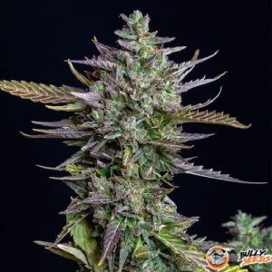 Blue Cheese Auto Feminised