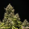 Blue Cheese Auto Feminised — изображение 2
