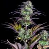 Blueberry Auto Feminised
