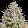 Blueberry Auto Feminised — изображение 2