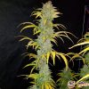 Blueberry Feminised — изображение 2