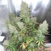 Blueberry OG Auto Feminised — изображение 2