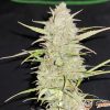Boy Scout Cookies Feminised