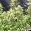 Boy Scout Cookies Feminised — изображение 2