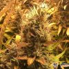 Brooklyn Sunshine Auto Feminised — изображение 2