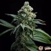 Bruce Banner Auto Feminised — изображение 2