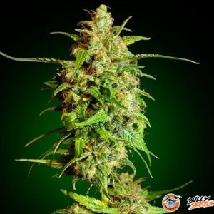 Bruce Banner Auto Feminised