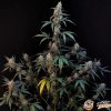 Bubble Gum Auto Feminised — изображение 2