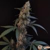 Bubble Gum Auto Feminised