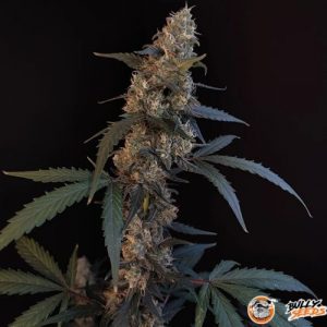 Bubble Gum Auto Feminised